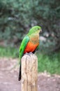 Australian King Parrot, Alisterus scapularis, perched on a fence post, Kennett River, Victoria, Australia Royalty Free Stock Photo