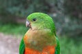 Australian King Parrot, Alisterus scapularis, perched on a fence post, Kennett River, Victoria, Australia Royalty Free Stock Photo