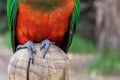 Australian King Parrot, Alisterus scapularis, perched on a fence post, Kennett River, Victoria, Australia Royalty Free Stock Photo