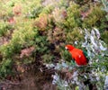 Australian king parrot, Alisterus scapularis