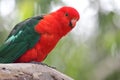 Australian King Parrot (Alisterus scapularis)