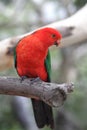 Australian King Parrot (Alisterus scapularis)