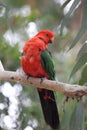 Australian King Parrot (Alisterus scapularis) Royalty Free Stock Photo