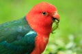 Australian king parrot