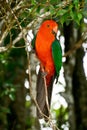 Australian King Parrot