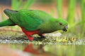 Australian king parrot