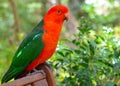 Australian King Parrot