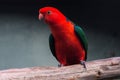 Australian King Parrot Royalty Free Stock Photo