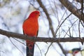 Australian king parrot male sitting on a tree Royalty Free Stock Photo