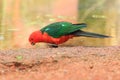 Australian king parrot