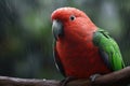 Australian King Parrot, a medium-sized bird found in eastern Australia.