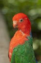 Australian king parrot, close up view Royalty Free Stock Photo