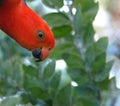 Australian king-parrot - security check Royalty Free Stock Photo