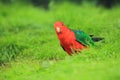 Australian king parrot