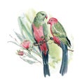 Australian King Parrots watercolor illustration