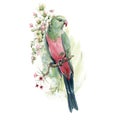 Australian King Parrots watercolor illustration