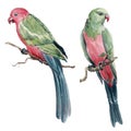 Australian King Parrots watercolor illustration