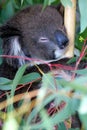 Australian Koala Royalty Free Stock Photo
