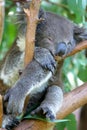 Australian Koala Royalty Free Stock Photo