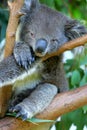 Australian Koala Royalty Free Stock Photo