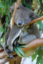 Australian Koala Royalty Free Stock Photo