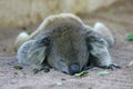 Australian Koala Royalty Free Stock Photo