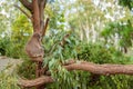 Australian Koala Bear Asleep In A Gum Tree Royalty Free Stock Photo