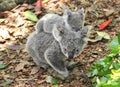 Australian koala bear carrying cute baby Royalty Free Stock Photo