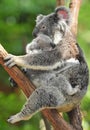 Australian koala bear carrying cute baby australia Royalty Free Stock Photo