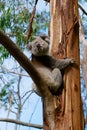 Australian koala bear climbing on eucalyptus tree, Victoria, Australia. Royalty Free Stock Photo