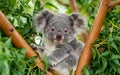 Australian koala bear with cute baby Royalty Free Stock Photo