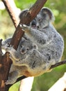 Australian koala bear with cute baby australia Royalty Free Stock Photo