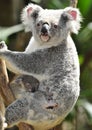 Australian koala bear with cute baby australia Royalty Free Stock Photo