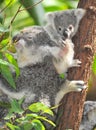 Australian koala bear with cute baby australia Royalty Free Stock Photo