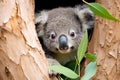 australian koala bear in eucalyptus or gum tree. australia Royalty Free Stock Photo