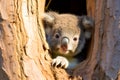 australian koala bear in eucalyptus or gum tree. australia Royalty Free Stock Photo