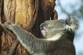 Australian koala bear on eucalyptus tree, Victoria, Australia. Royalty Free Stock Photo