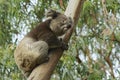 Australian koala bear on eucalyptus tree, Victoria, Australia. Royalty Free Stock Photo