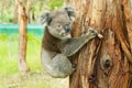Australian koala bear on eucalyptus tree, Victoria, Australia. Royalty Free Stock Photo