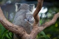 Australian Koala Bear with her baby or joey in eucalyptus or gum tree. Royalty Free Stock Photo