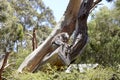 Australian koala bear with her baby or joey in eucalyptus or gum tree, Sydney, NSW, australia. exotic iconic aussie mammal animal Royalty Free Stock Photo