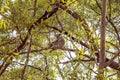 An Australian Koala Bear And Joey In Their Natural Habitat Royalty Free Stock Photo