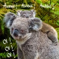 Australian koala bear native animal with baby and Aussie, Aussie, Aussie, Oi, Oi, Oi text Royalty Free Stock Photo