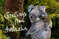 Australian koala bear native animal with baby and Greetings from Australia text Royalty Free Stock Photo