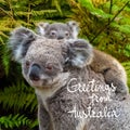 Australian koala bear native animal with baby and Greetings from Australia text Royalty Free Stock Photo