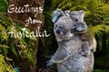 Australian koala bear native animal with baby and Greetings from Australia text Royalty Free Stock Photo