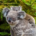 Australian koala bear native animal with baby and Greetings From Down Under text Royalty Free Stock Photo