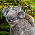 Australian koala bear native animal with baby and Love You Mom text Royalty Free Stock Photo