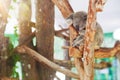 Australian Koala bear resting and sleeping on the branch of the tree Royalty Free Stock Photo