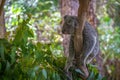 Australian koala bear sits comfortably in a branch fork and eats green leaves